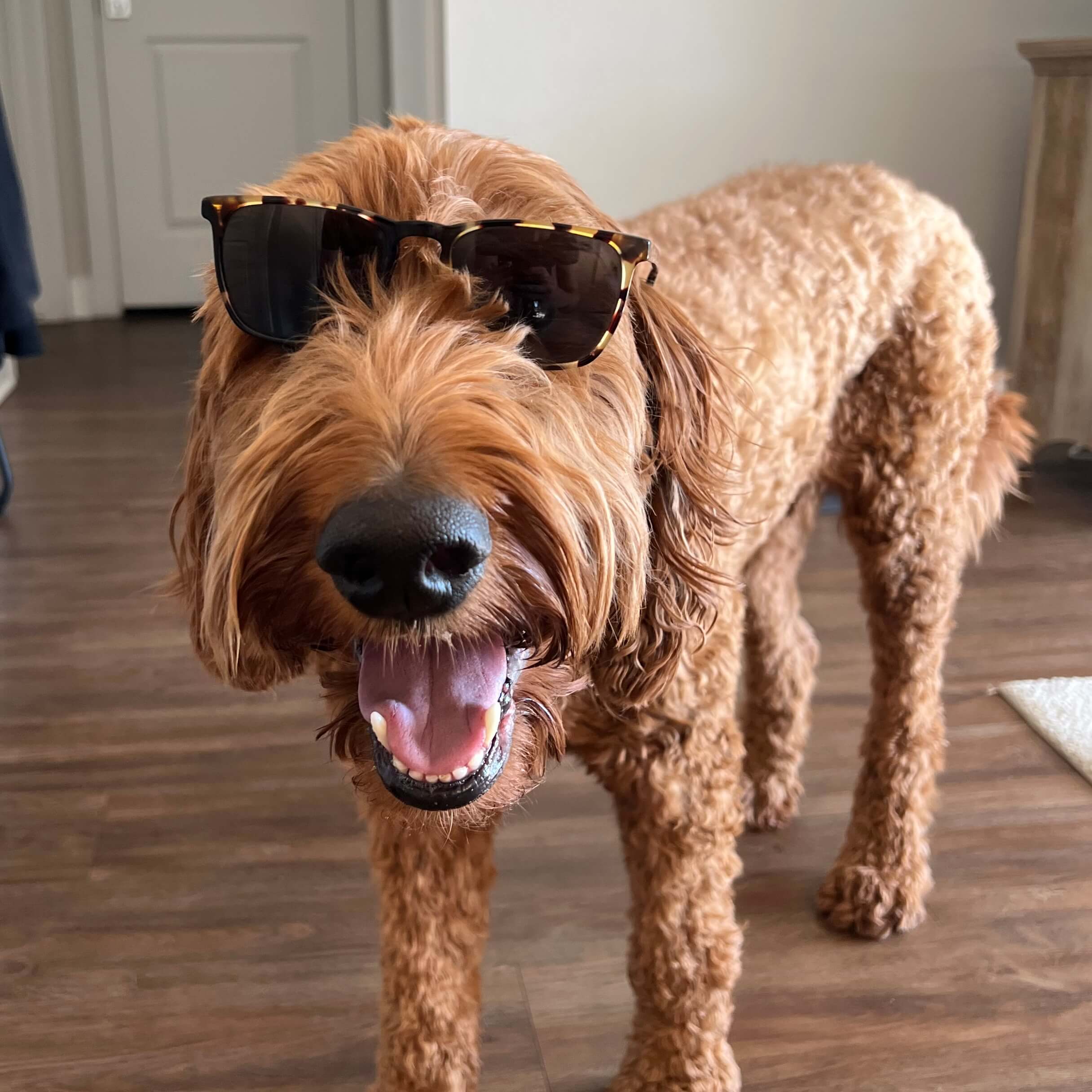 Crosby Verducci headshot